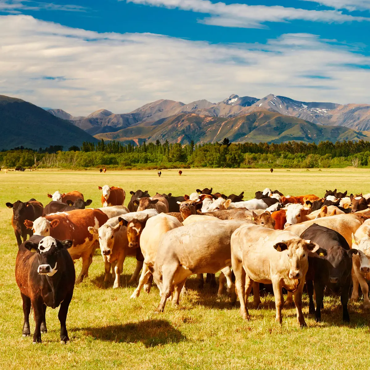 How to Write a Ranching Business Proposal - (2024)