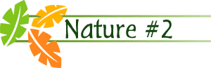 Business Proposal Software and Templates Nature #2