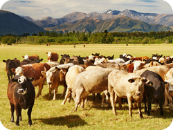 How to Write a Ranching Business Proposal